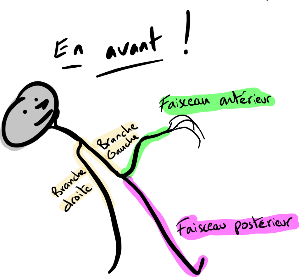 Moyen mnémotechnique pour se rappeler faisceau antérieure et postérieur.