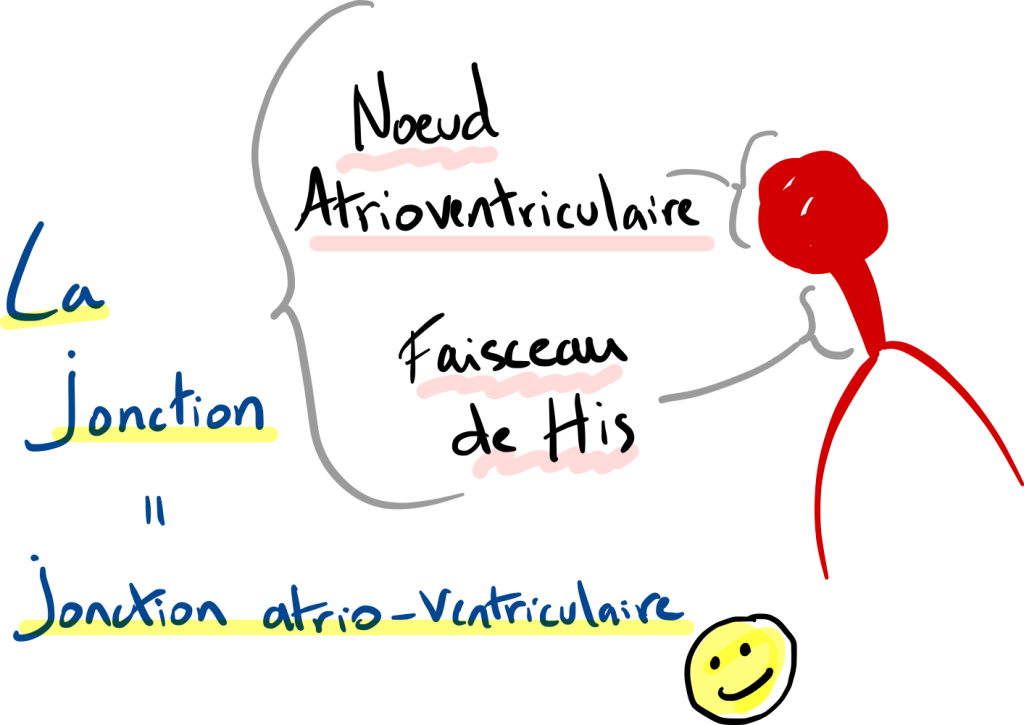 La jonction atrioventriculaire