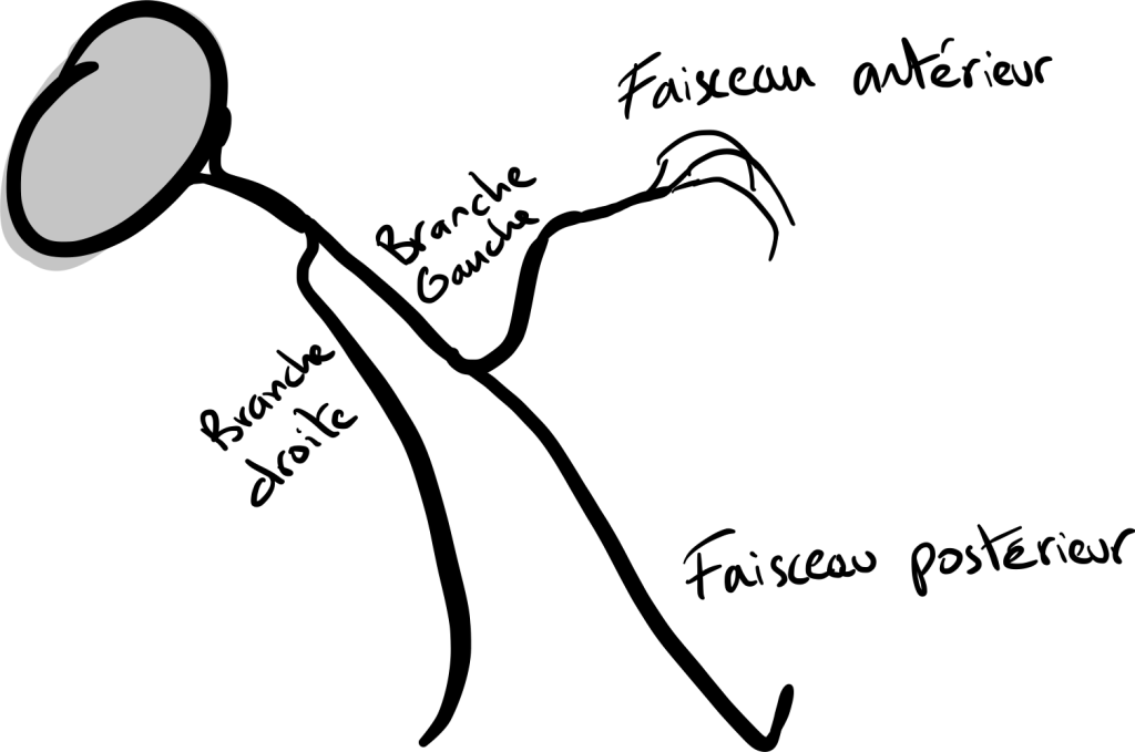 Les voies de conductions